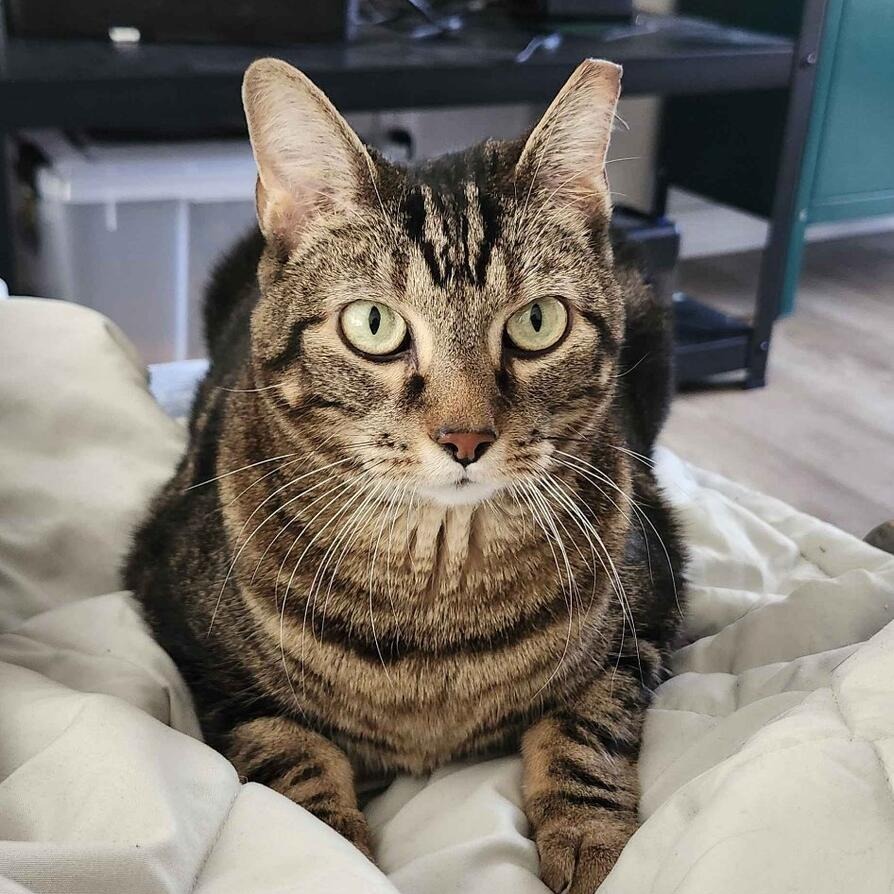 Quail, an adoptable Domestic Short Hair in Salt Lake City, UT, 84106 | Photo Image 5