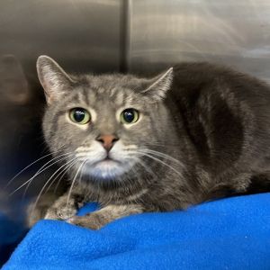 Hairyson Ford Domestic Short Hair Cat