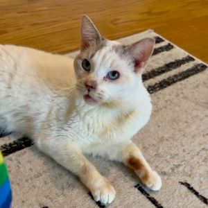 Hello hoomans My name is Tofu and Im a senior kitty with a heart as big as m