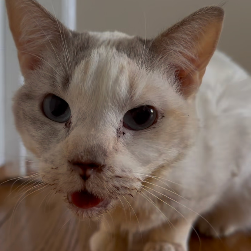 Tofu