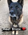 Bronx photo 3