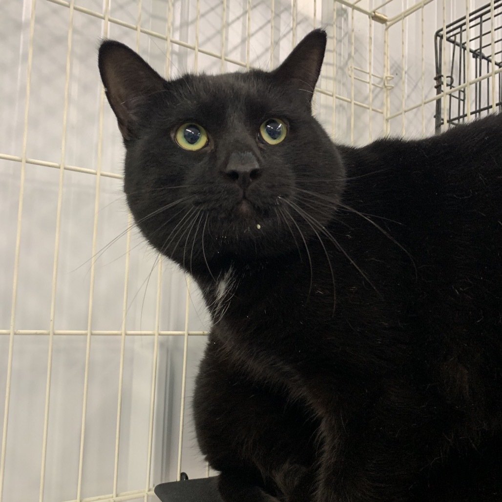 Don, an adoptable Domestic Short Hair in Spanish Fork, UT, 84660 | Photo Image 2