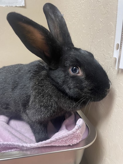 Rabbit for adoption - Cattywampus, an American & Bunny Rabbit Mix in ...