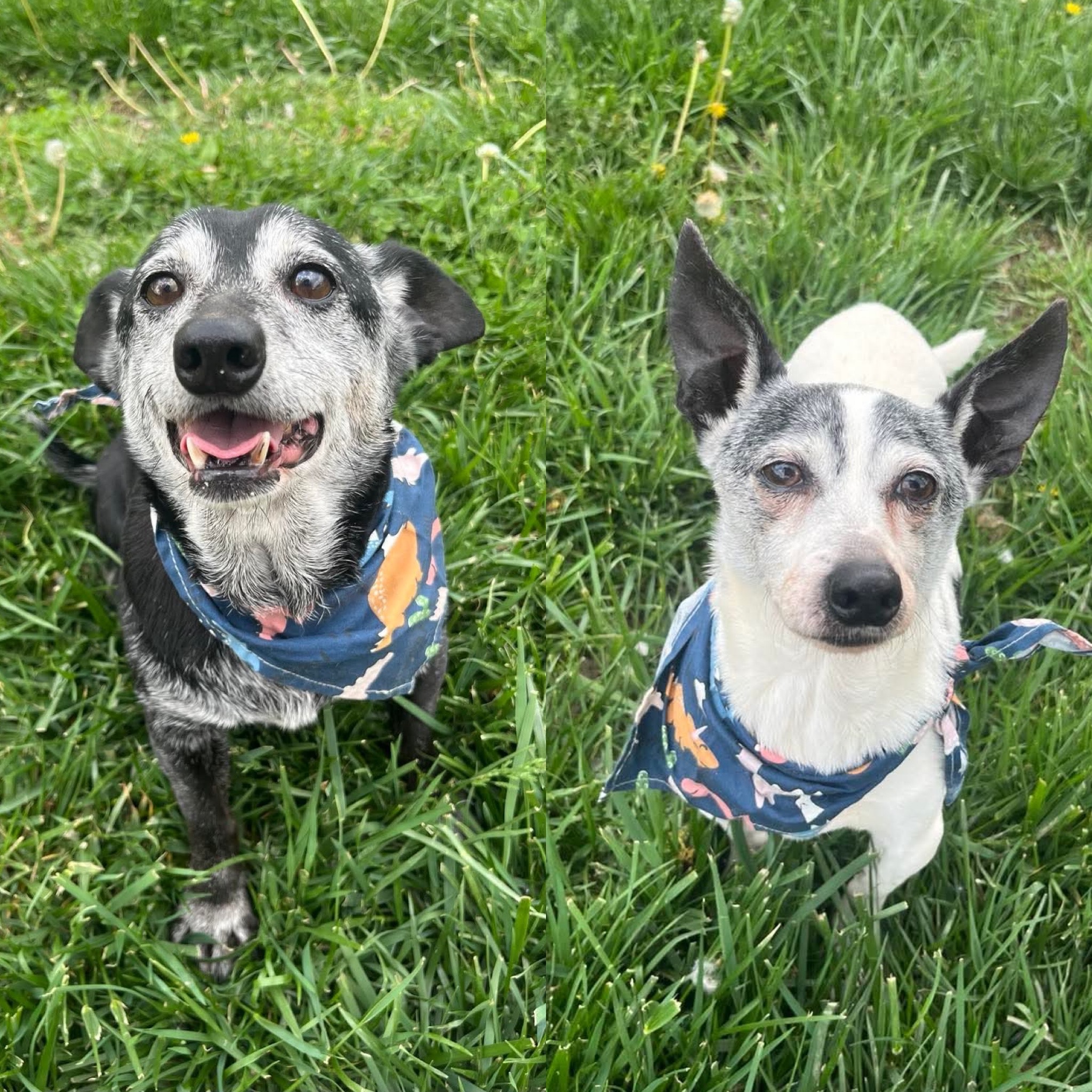 Pepsi & Snoopy (BONDED)