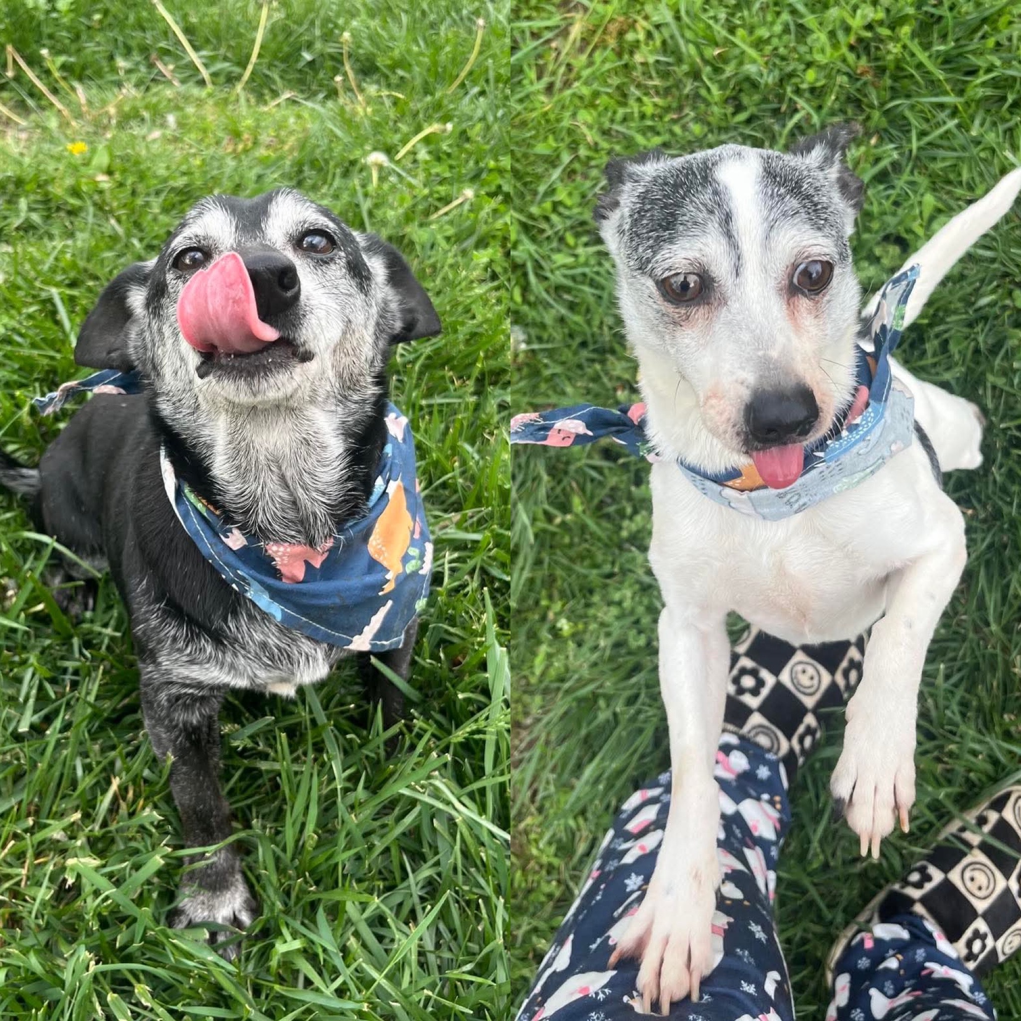 Pepsi & Snoopy (BONDED)