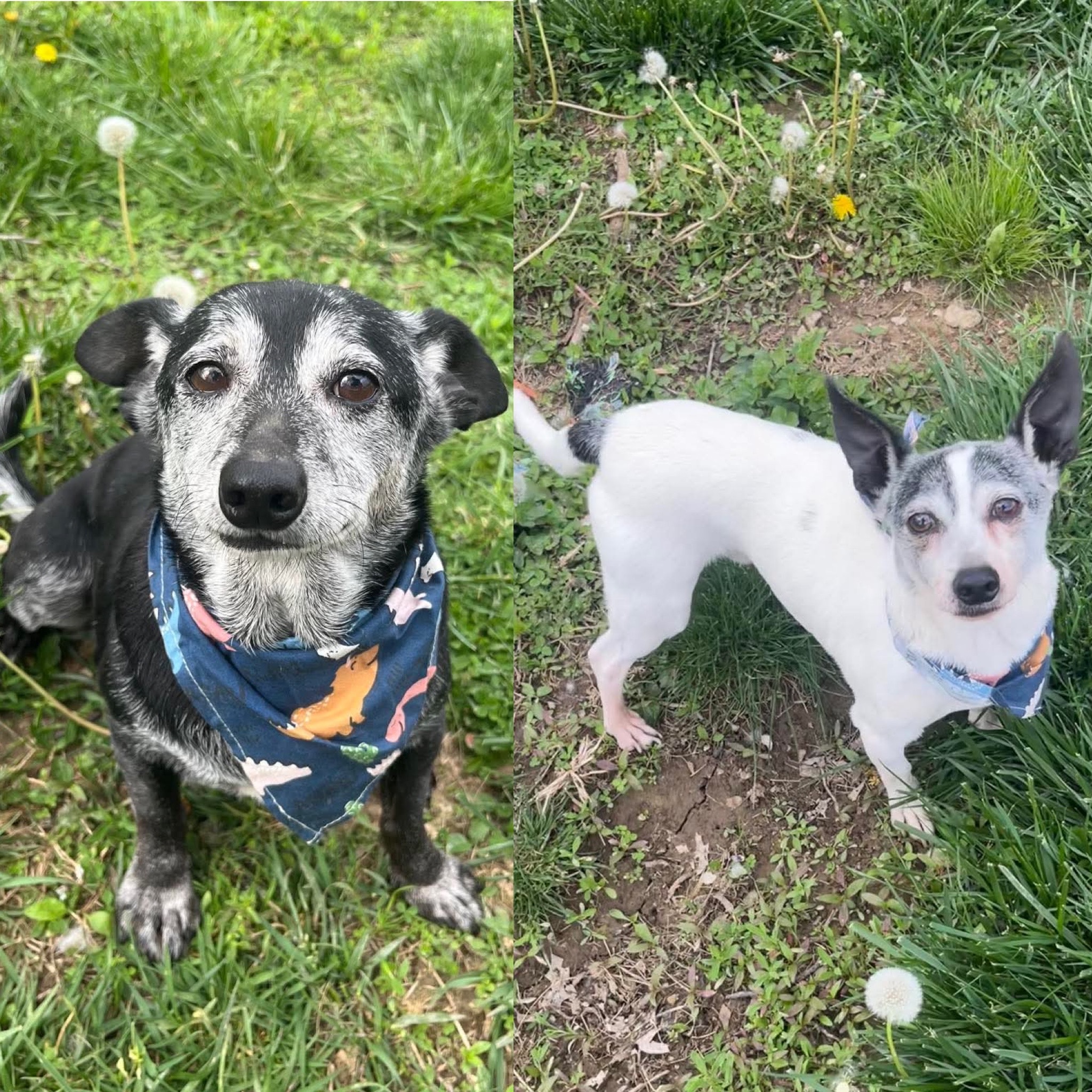 Pepsi & Snoopy (BONDED)