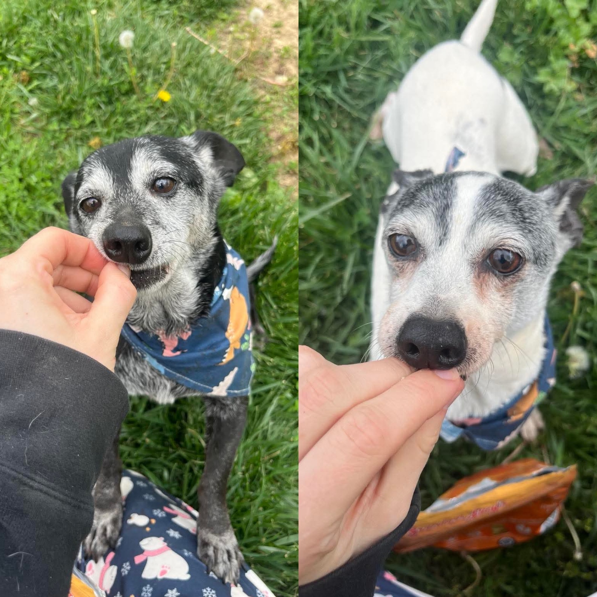 Pepsi & Snoopy (BONDED)