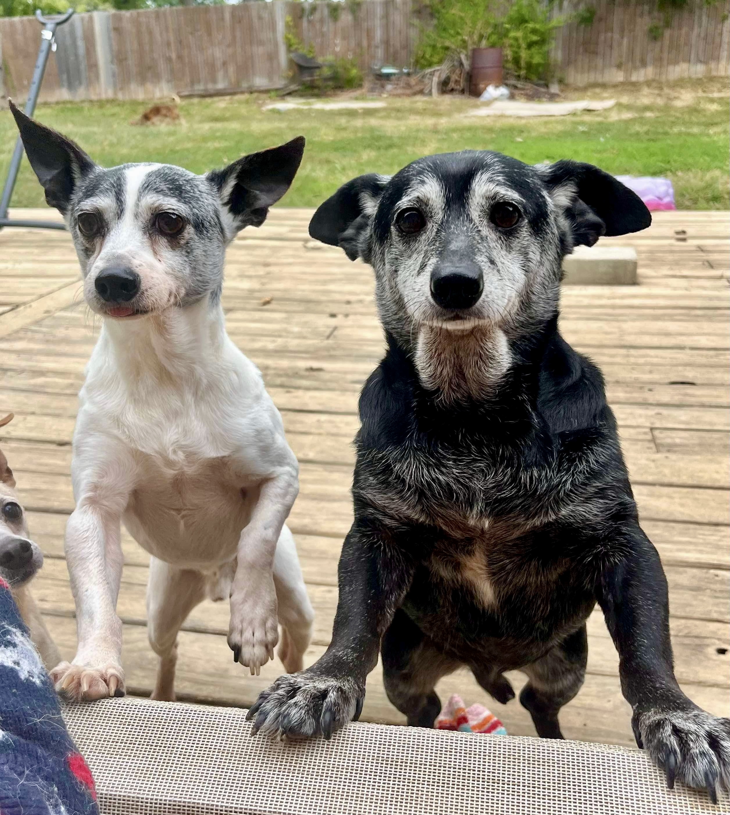 Pepsi & Snoopy (BONDED)