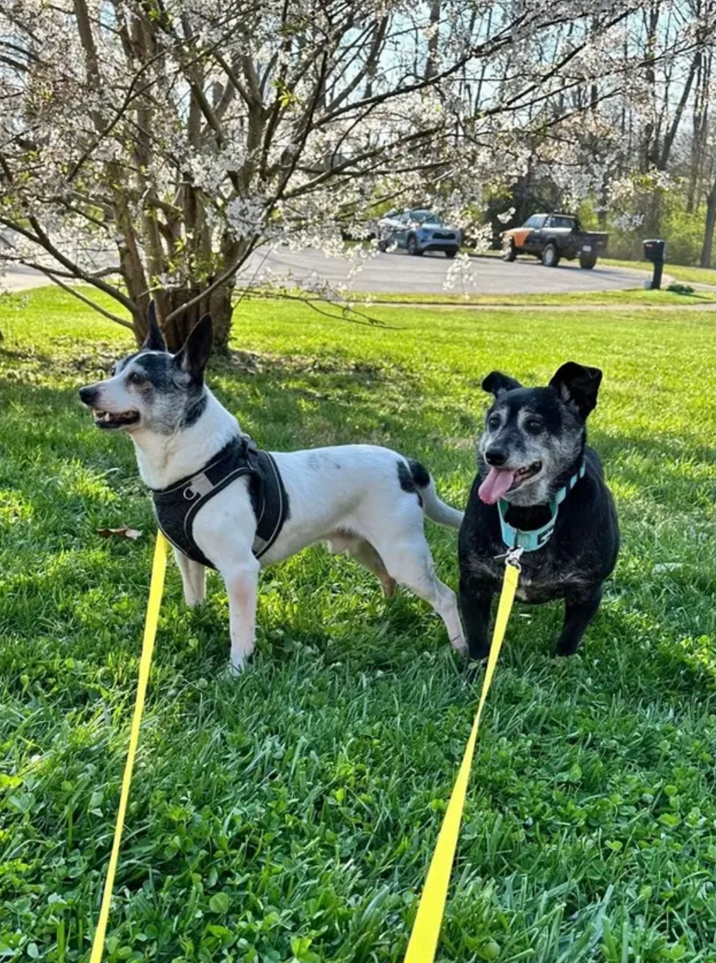 Pepsi & Snoopy (BONDED)