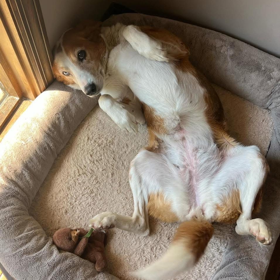 Sadie