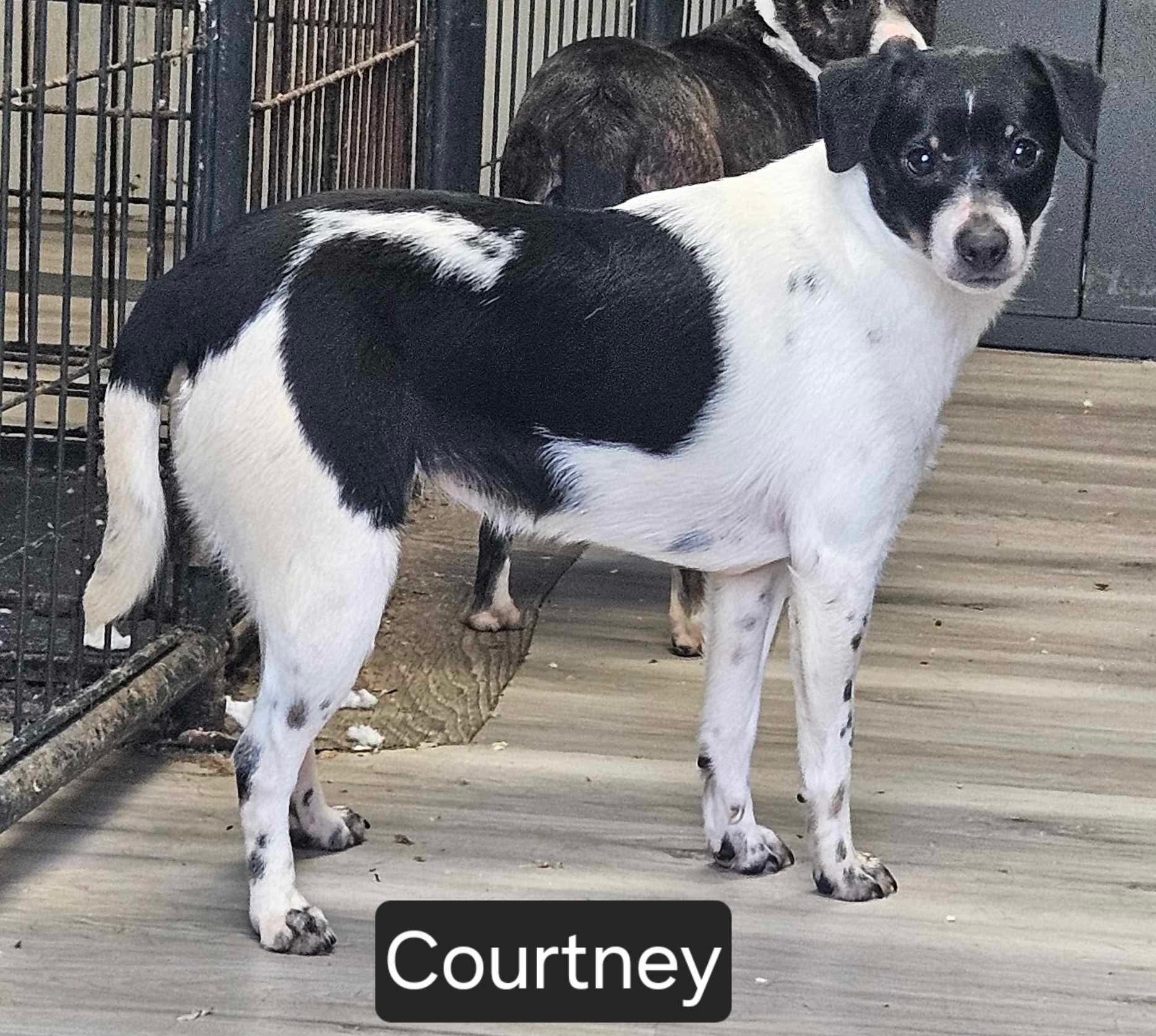 Courtney