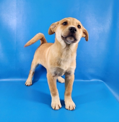 Nectarine thumbnail 2