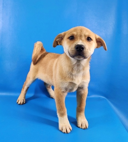 Nectarine thumbnail 3