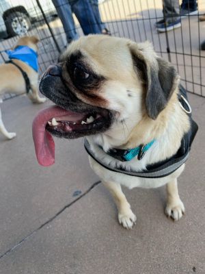 OPAL Pug Dog