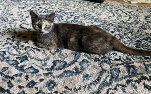 LUNA Dilute Tortoiseshell Cat