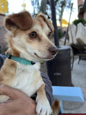 AUTUMN Chihuahua Dog