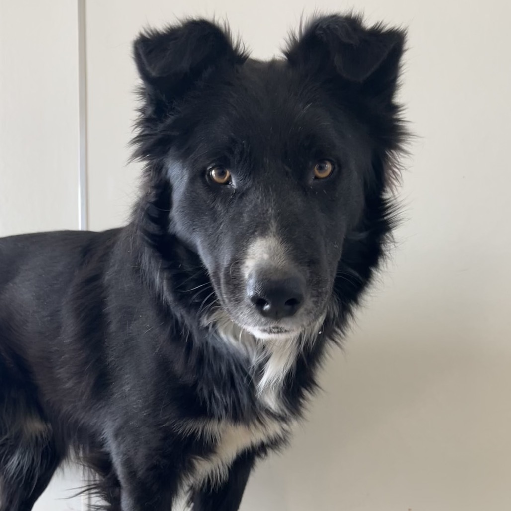 Buck, AKA Tristen, an adoptable German Shepherd Dog, Border Collie in Castle Dale, UT, 84513 | Photo Image 1