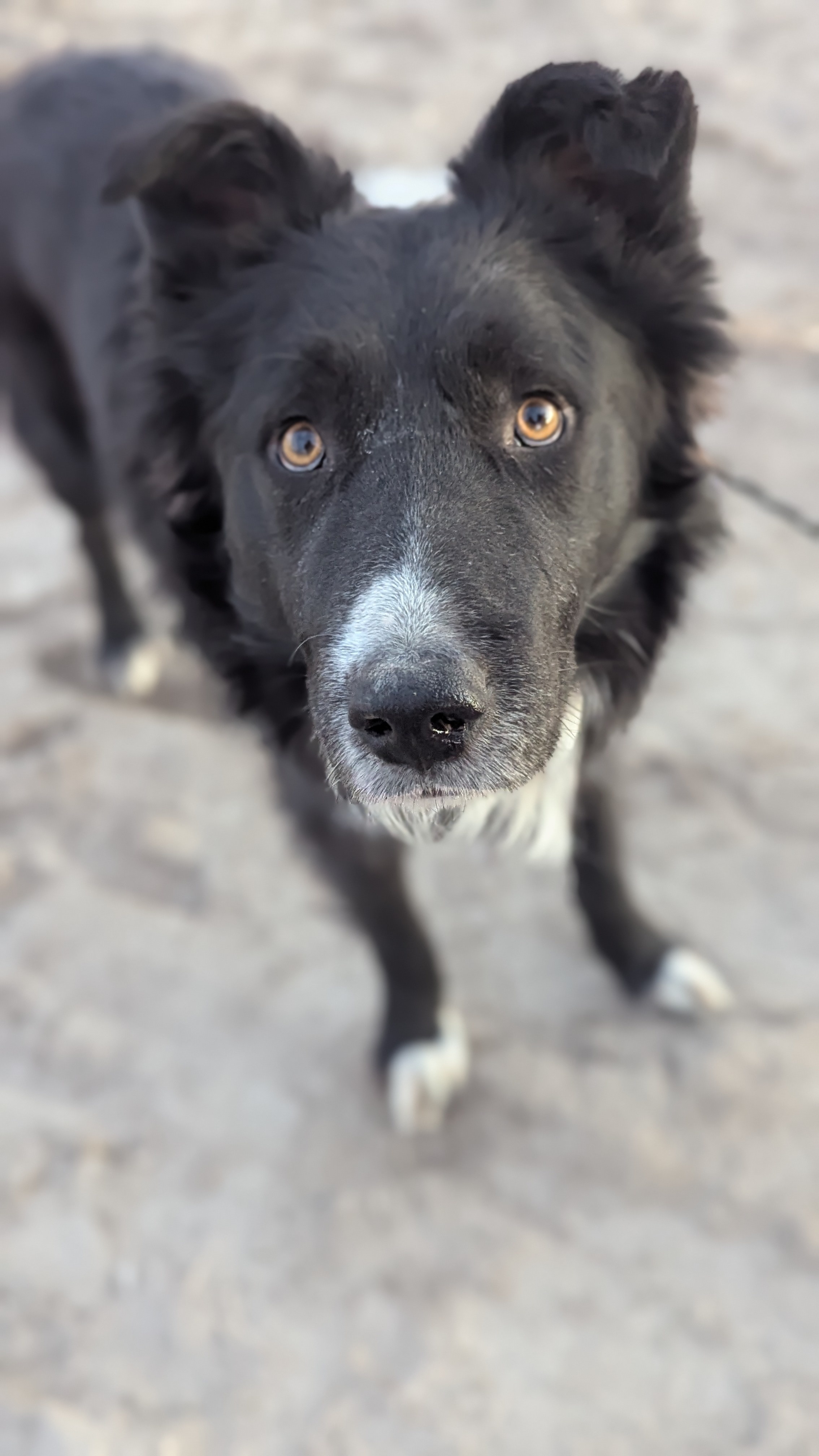Buck, AKA Tristen, an adoptable German Shepherd Dog, Border Collie in Castle Dale, UT, 84513 | Photo Image 2