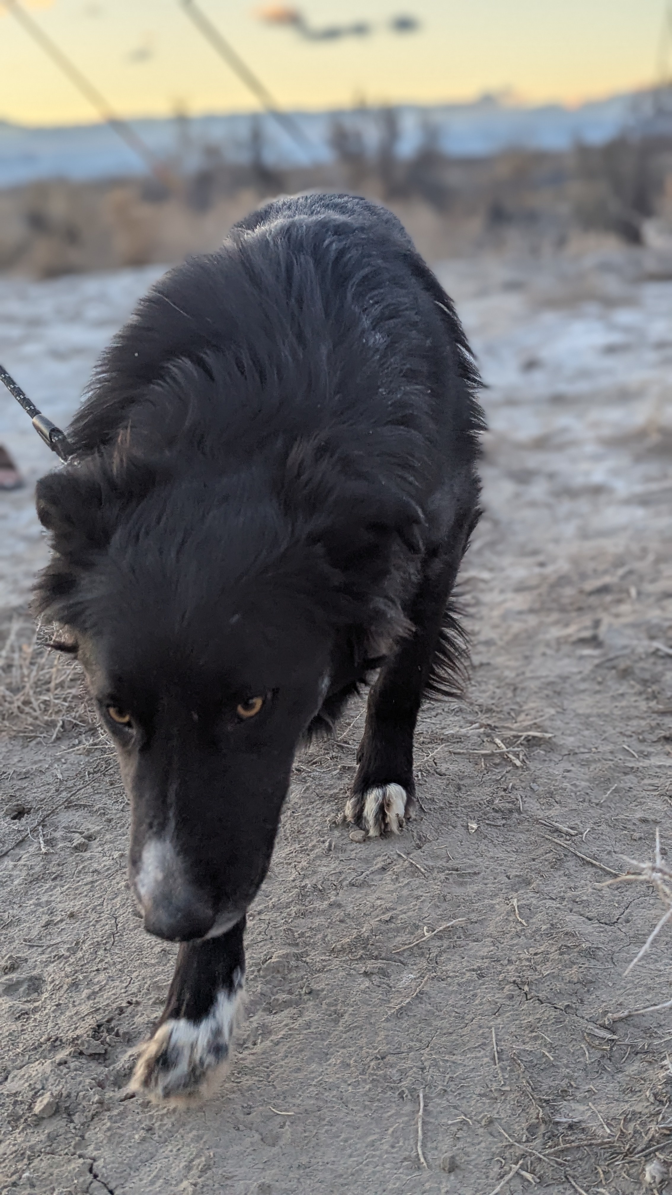 Buck, AKA Tristen, an adoptable German Shepherd Dog, Border Collie in Castle Dale, UT, 84513 | Photo Image 3