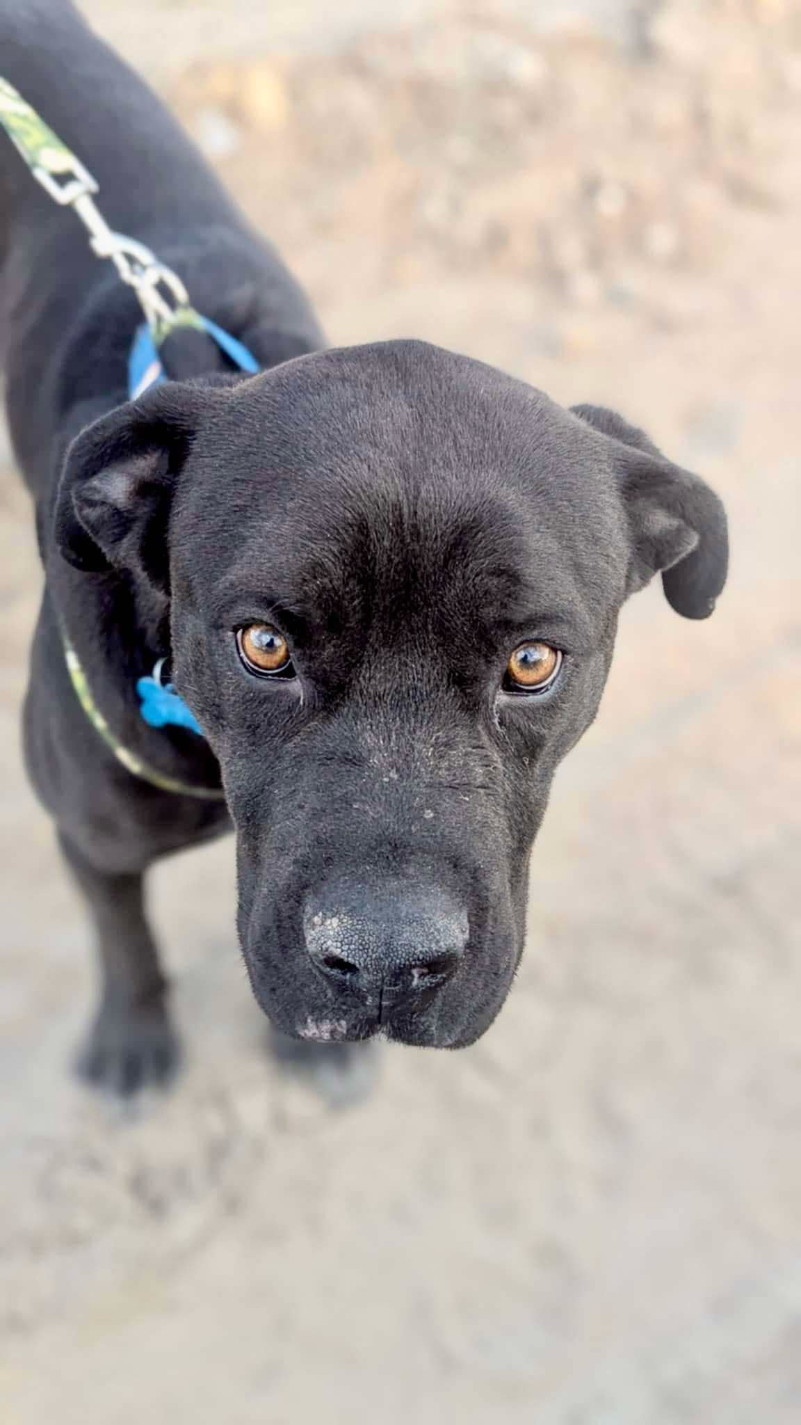 Apollo, an adoptable Pit Bull Terrier, Bullmastiff in Castle Dale, UT, 84513 | Photo Image 3
