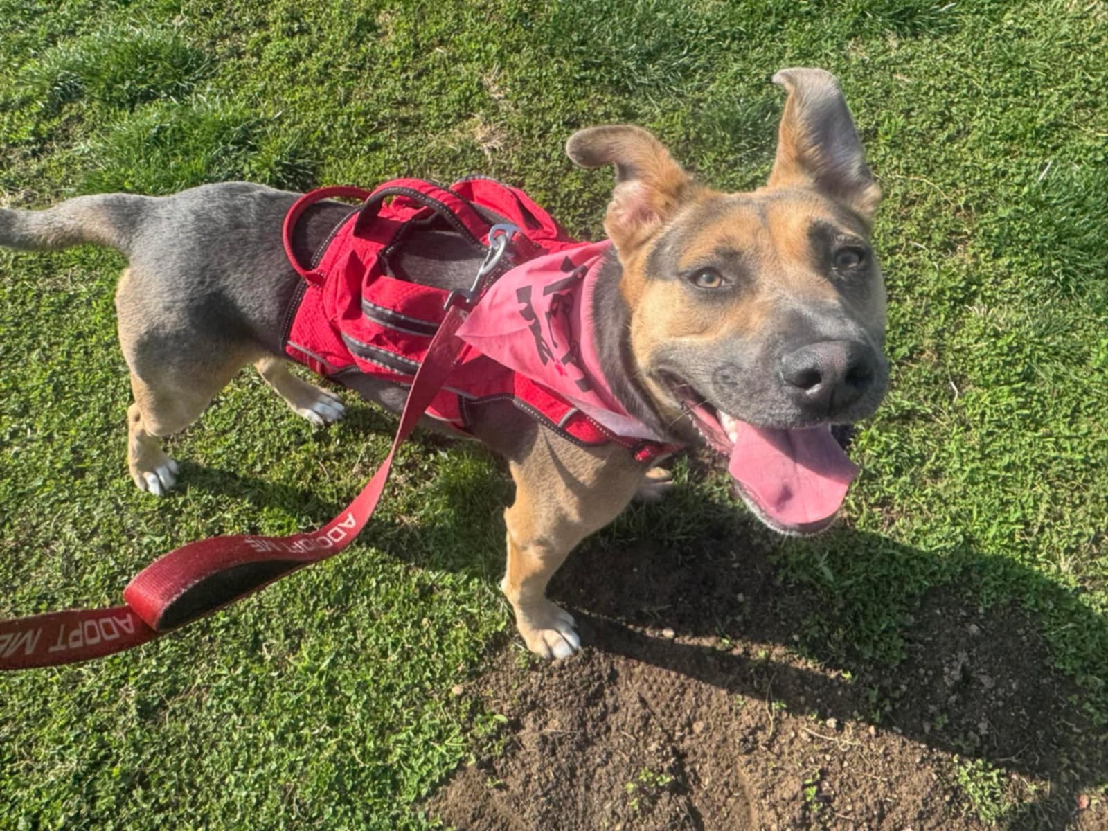 Frida, an adoptable Pit Bull Terrier, German Shepherd Dog in Castle Dale, UT, 84513 | Photo Image 1