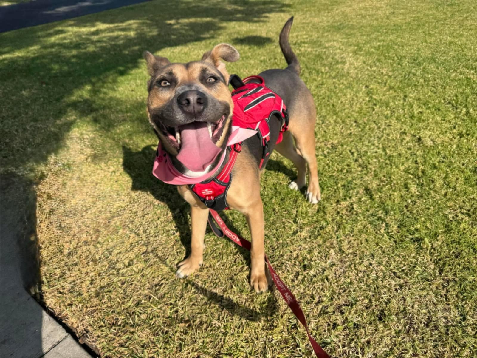 Frida, an adoptable Pit Bull Terrier, German Shepherd Dog in Castle Dale, UT, 84513 | Photo Image 5