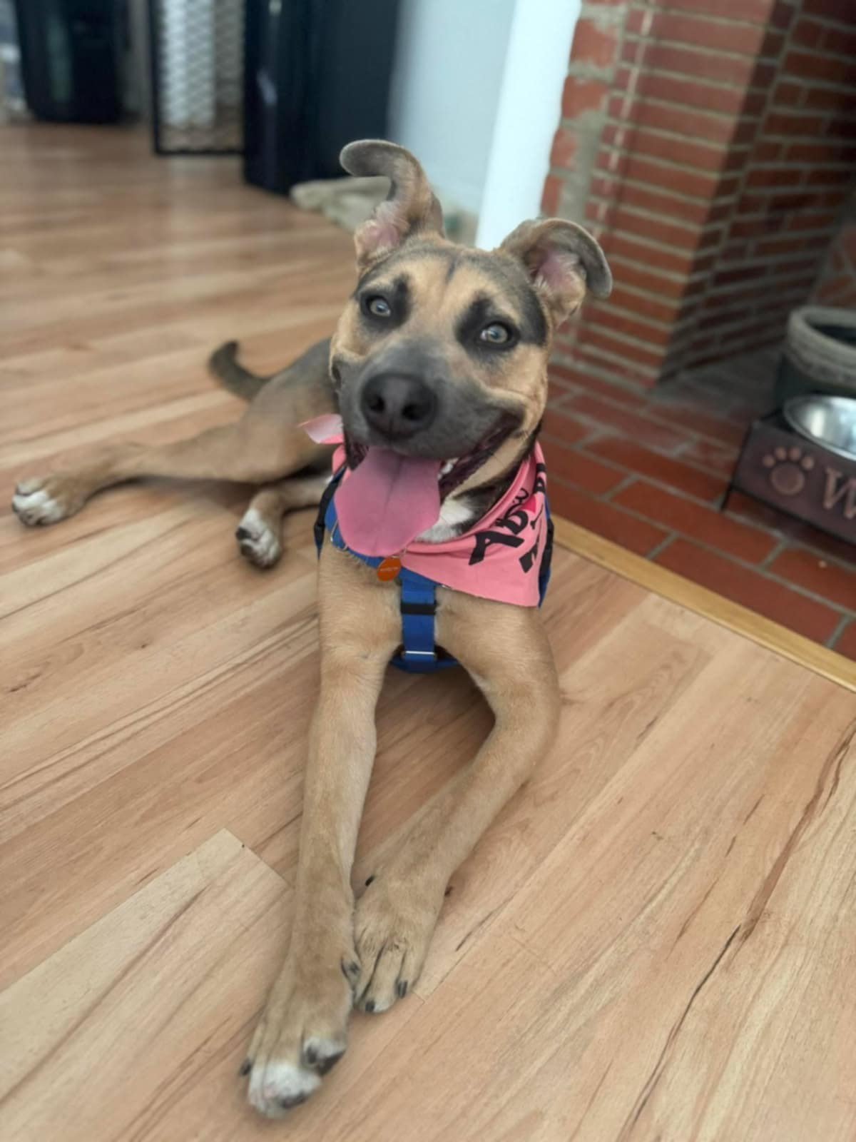 Frida, an adoptable Pit Bull Terrier, German Shepherd Dog in Castle Dale, UT, 84513 | Photo Image 6