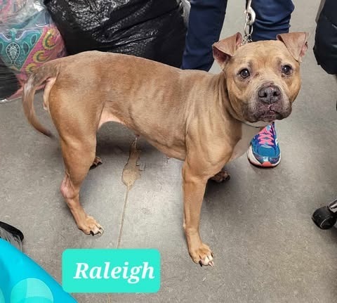 Raleigh-Sponsored