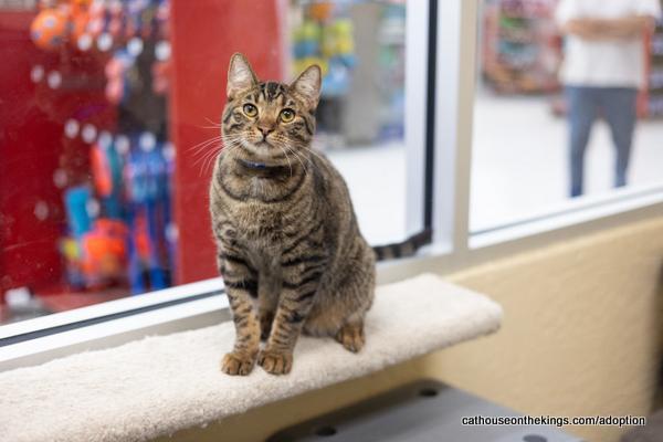 Ringo, an adoptable Tabby in Parlier, CA, 93648 | Photo Image 1