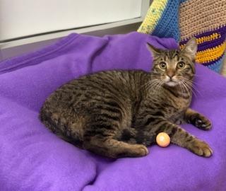 Ringo, an adoptable Tabby in Parlier, CA, 93648 | Photo Image 2