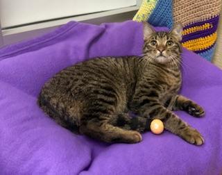 Ringo, an adoptable Tabby in Parlier, CA, 93648 | Photo Image 3