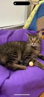 Ringo, an adoptable Tabby in Parlier, CA, 93648 | Photo Image 4