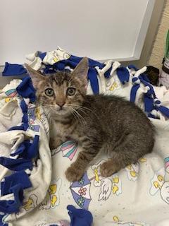 Ringo, an adoptable Tabby in Parlier, CA, 93648 | Photo Image 5