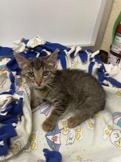 Ringo, an adoptable Tabby in Parlier, CA, 93648 | Photo Image 6