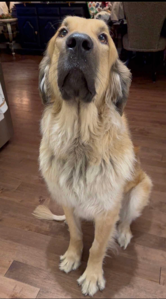 Bea, an adoptable Leonberger in Calgary, AB, T3S 0C5 | Photo Image 5