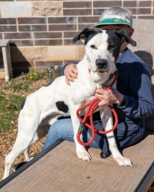 Tyler was scared when he first came to the shelter but he has totally blossomed A volunteer said 