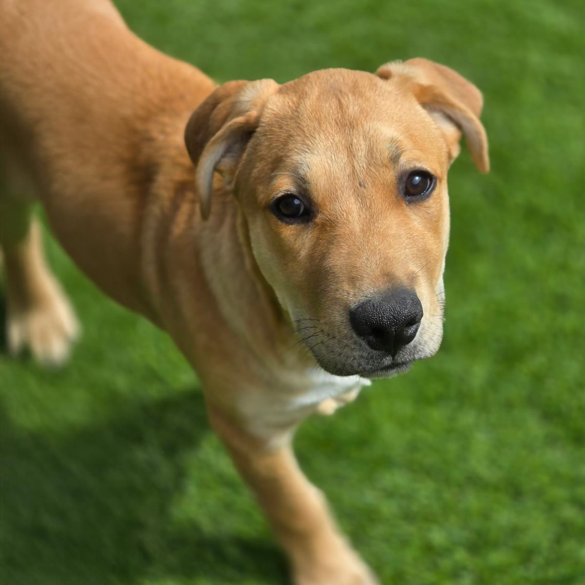 Tuscany Pup - Carassa