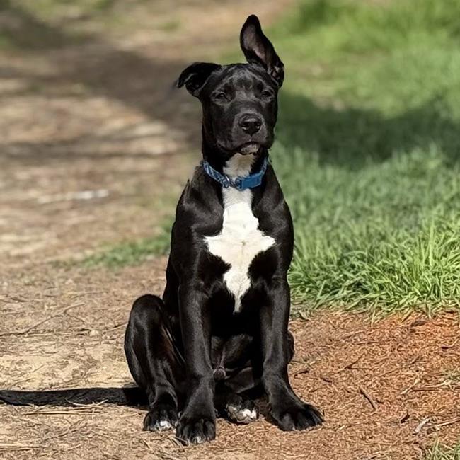 Tuscany Pup - Chianti