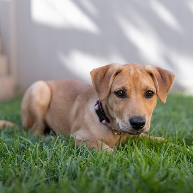 Tuscany Pup - Siena