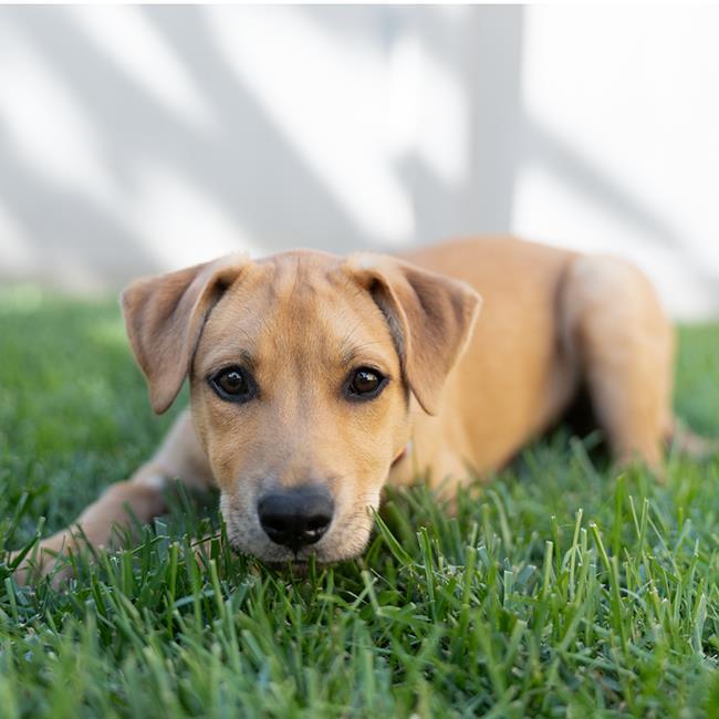 Tuscany Pup - Siena