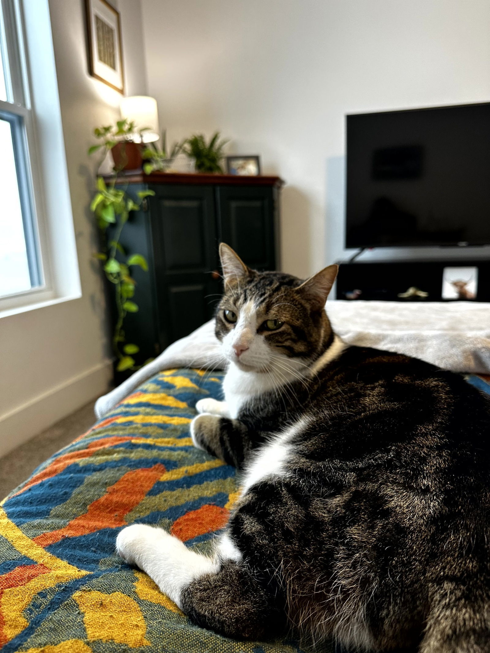 Oliver, an adoptable Tabby, Domestic Short Hair in Traverse City, MI, 49686 | Photo Image 1