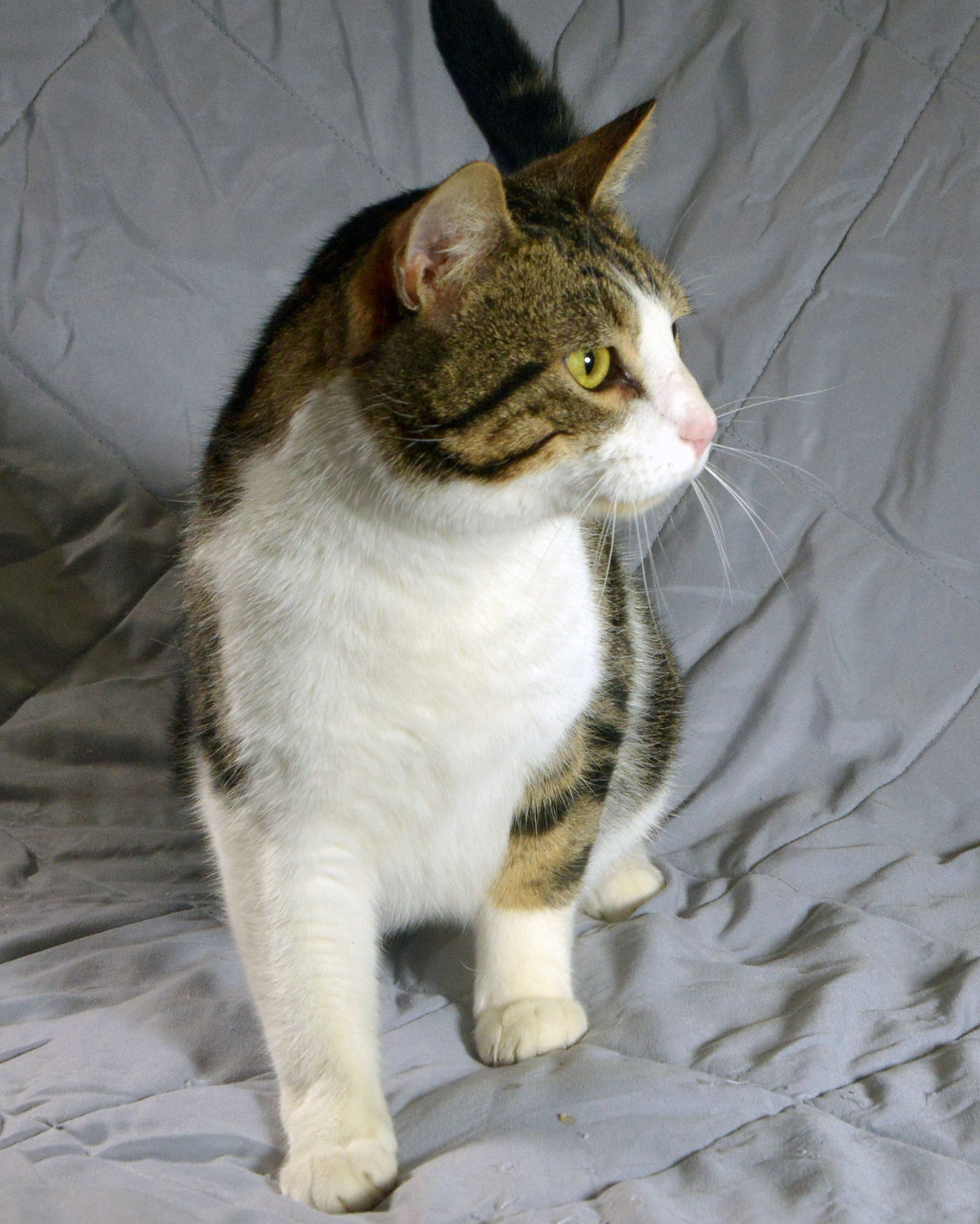 Oliver, an adoptable Tabby, Domestic Short Hair in Traverse City, MI, 49686 | Photo Image 2