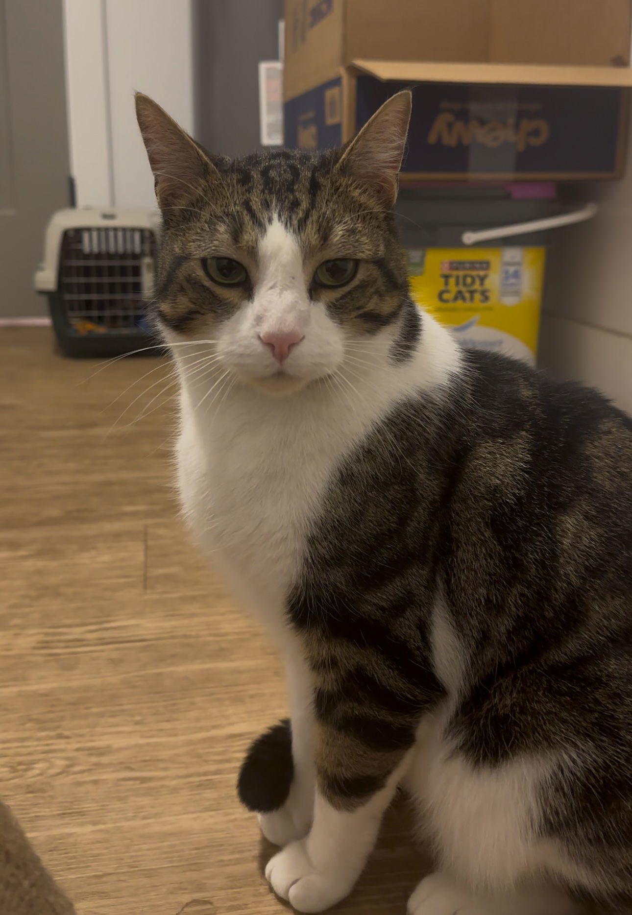 Oliver, an adoptable Tabby, Domestic Short Hair in Traverse City, MI, 49686 | Photo Image 3