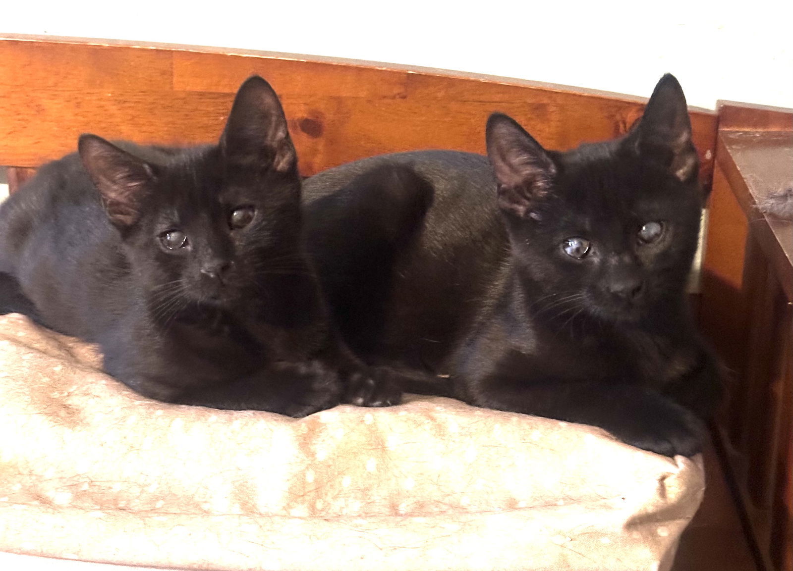 Onyx and Coal
