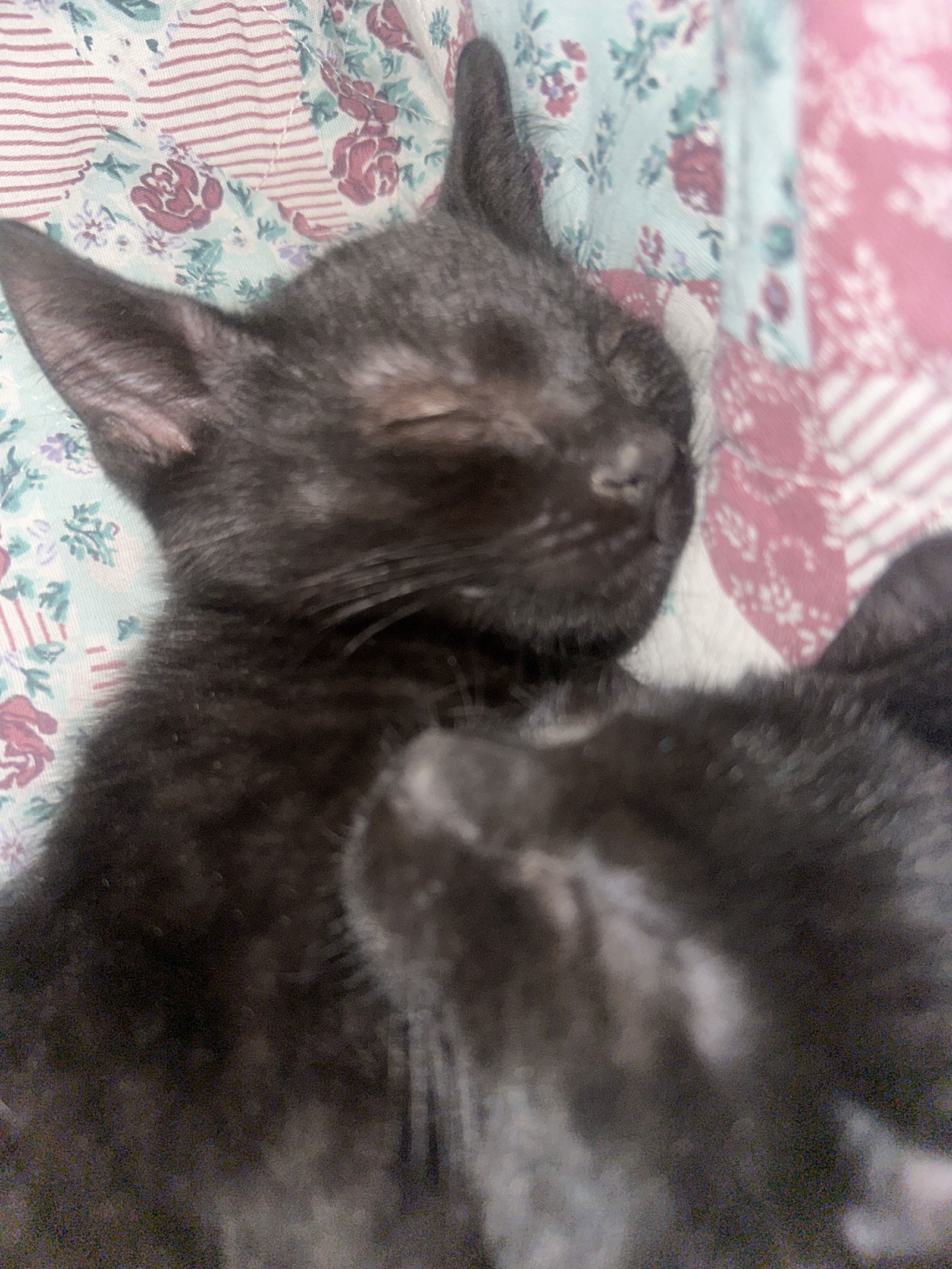 Onyx and Coal
