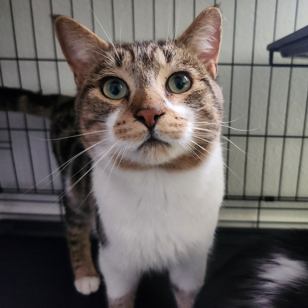 Ferb, an adoptable Domestic Short Hair in Talent, OR, 97540 | Photo Image 1