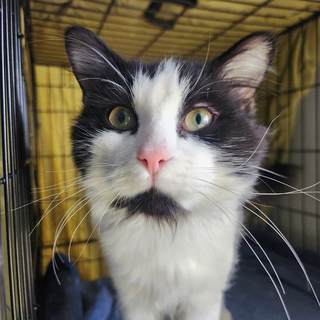 Phineas, an adoptable Domestic Medium Hair in Talent, OR, 97540 | Photo Image 3