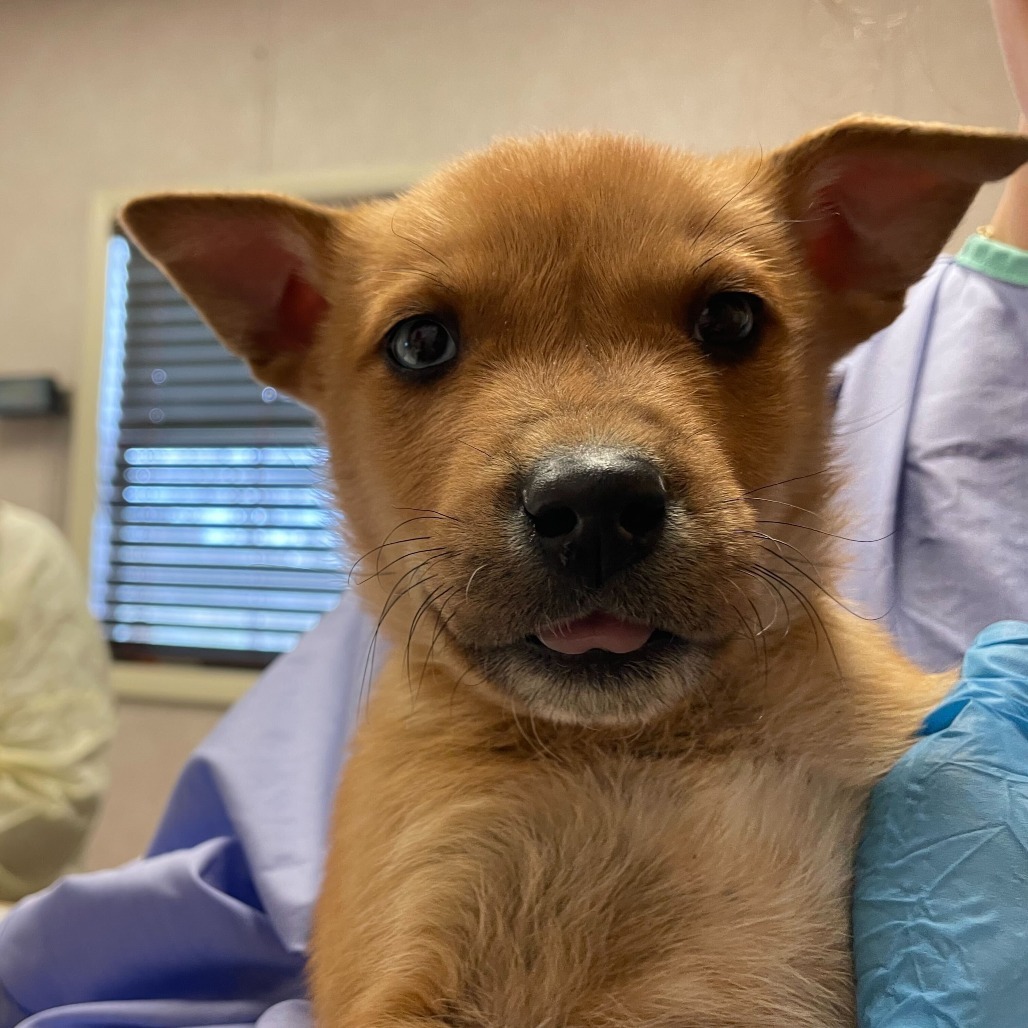 Photo of Baby Male Australian Cattle Dog / Blue Heeler Yellow / Tan / Blond / Fawn