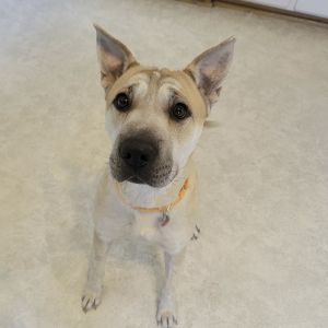 Sherry, Adult Female Shar-Pei