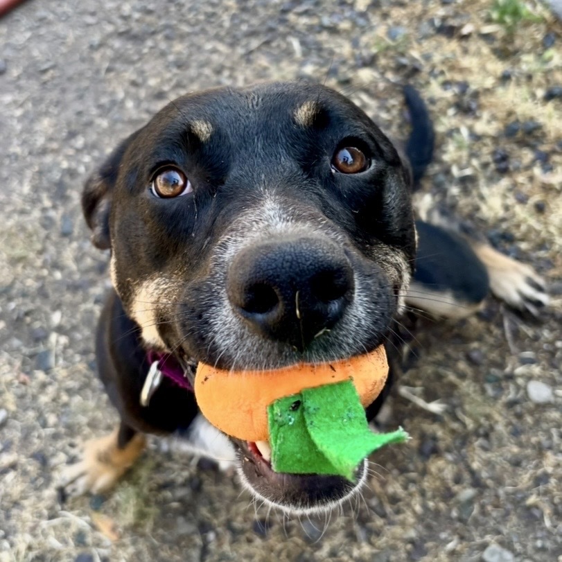 Xena, an adoptable Mixed Breed in Redwood Valley, CA, 95470 | Photo Image 1